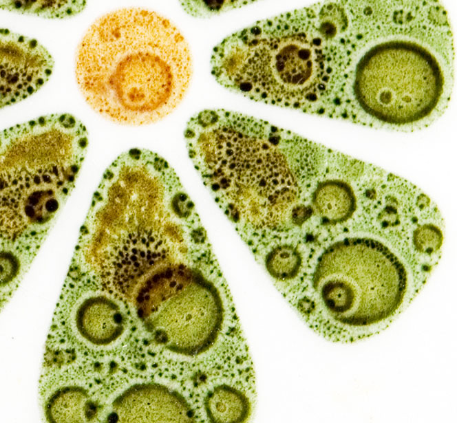 Vitro Ceramica 1960's Flower Power Tile Double Trivet - Image 4